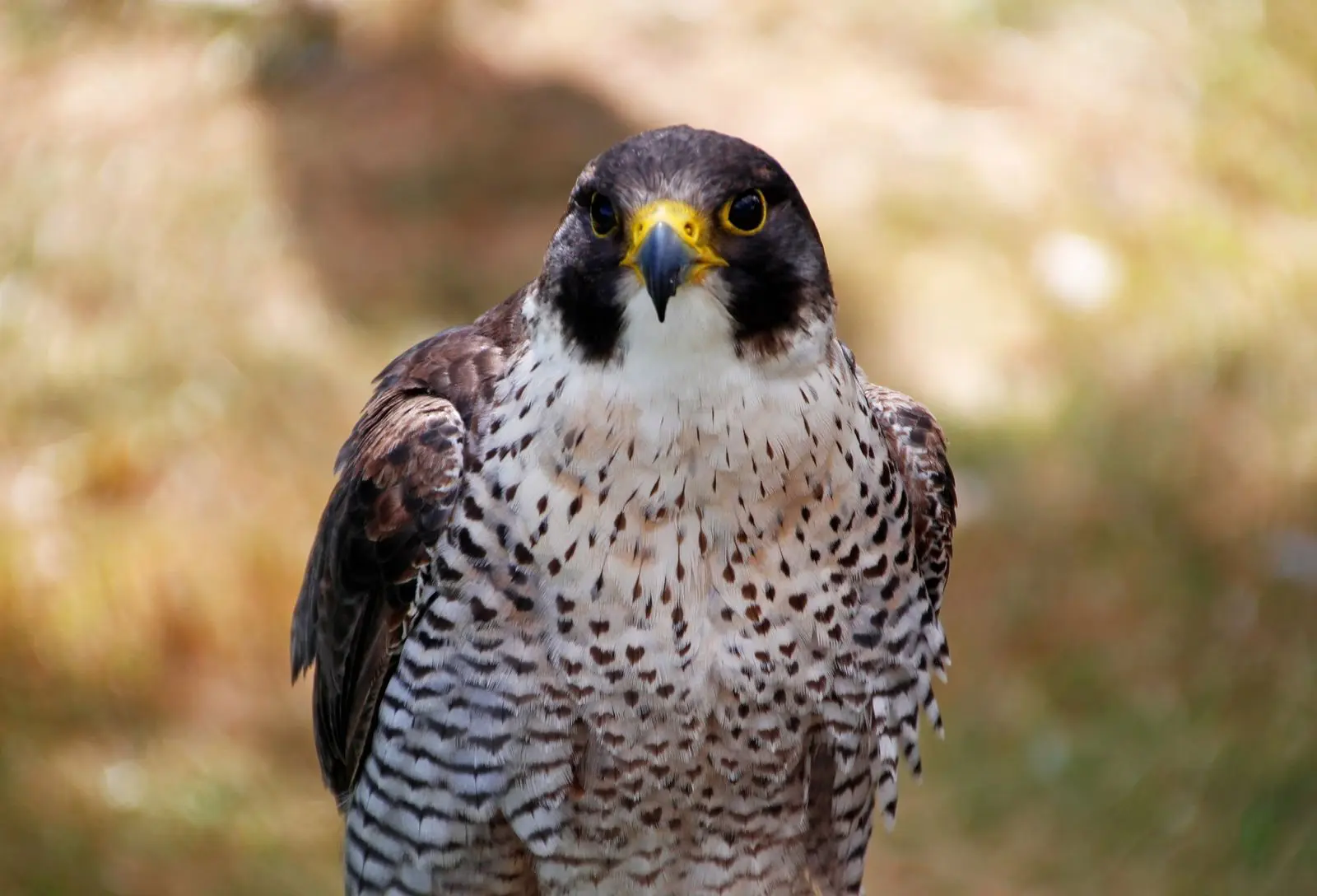 Állatfelismerő kvíz: Milyen madár látható a képen? Felismered, vagy Te is összekevered?
